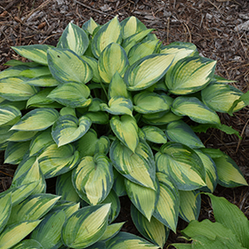 June Hosta