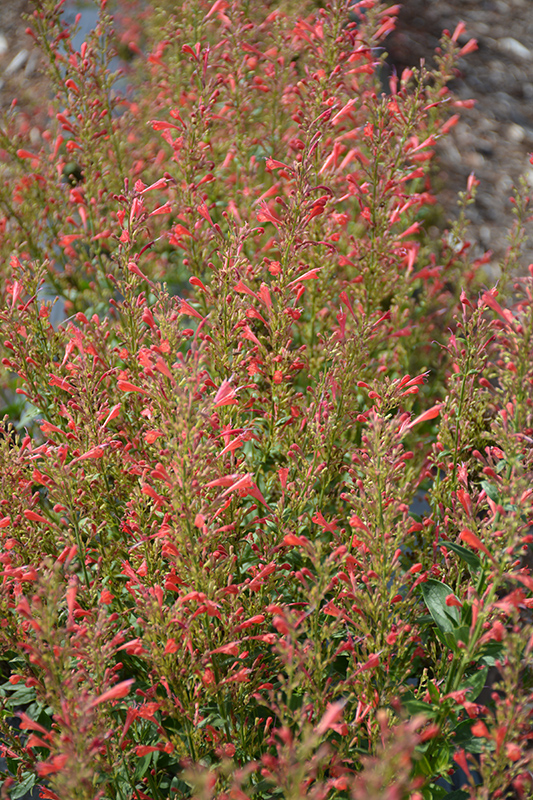 Kudos&trade; Red Hyssop