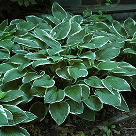 Francee Hosta