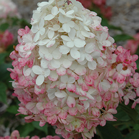 Vanilla Strawberry&trade; Hydrangea