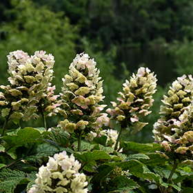 Gatsby Gal&reg; Hydrangea