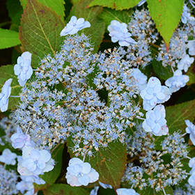 Tiny Tuff Stuff&trade; Hydrangea