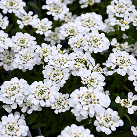 Purity Candytuft