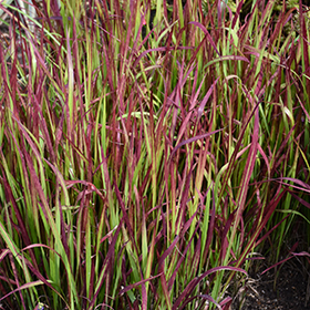 Red Baron Japanese Blood Grass