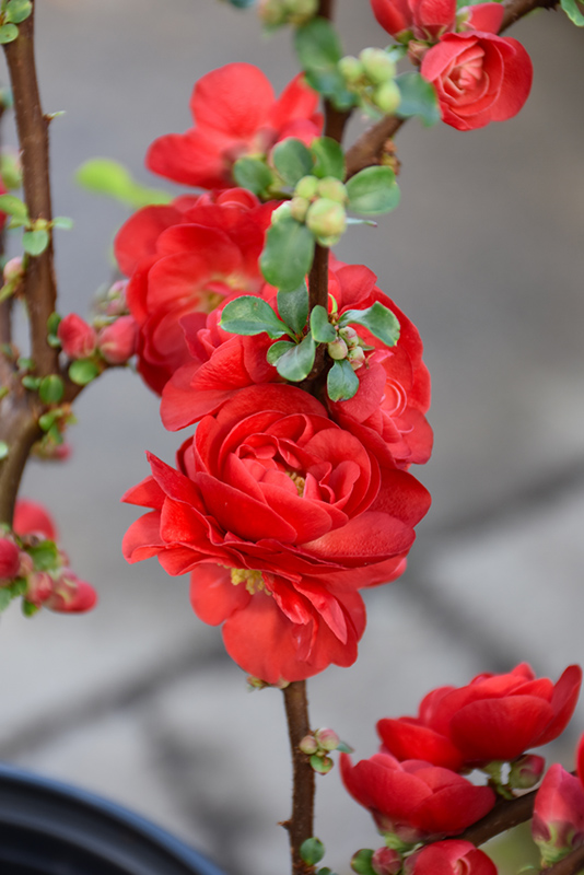 Double Take&reg; Scarlet Flowering Quince