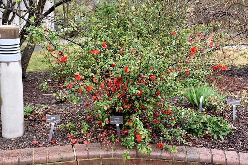 Double Take&reg; Orange Flowering Quince