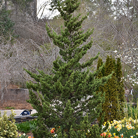 Trautman Juniper