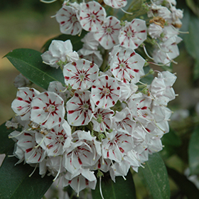 Peppermint Mountain Laurel