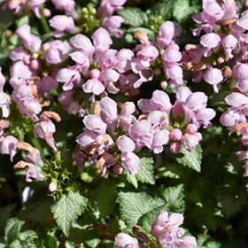 Pink Pewter Spotted Dead Nettle