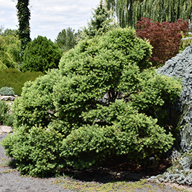 Romberg Park Dahurian Larch