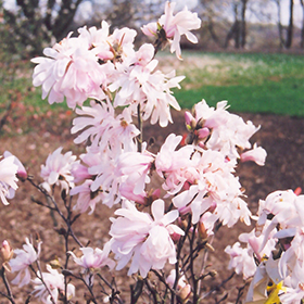 Centennial Magnolia