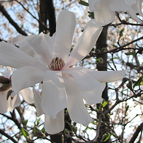 Waterlily Magnolia