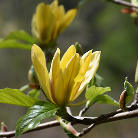 Ultimate Yellow Magnolia