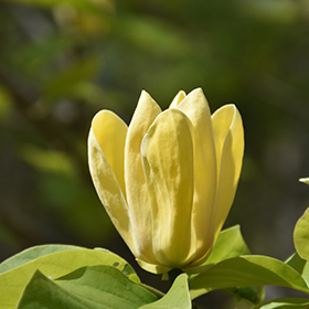 Yellow Bird Magnolia