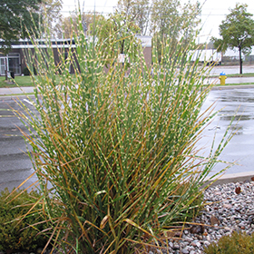 Porcupine Grass