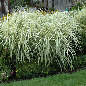 Variegated Silver Grass