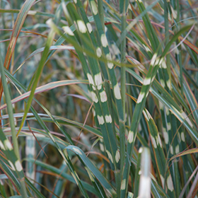 Zebra Grass