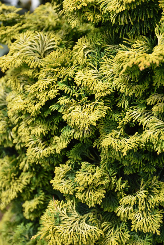 Dwarf Golden Hinoki Falsecypress