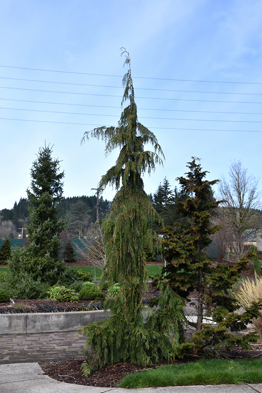 Weeping Nootka Cypress