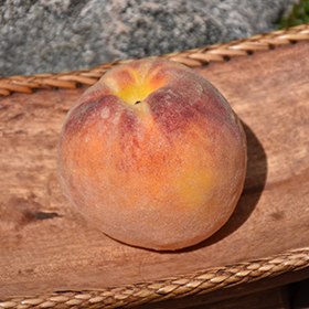 Suncrest Peach