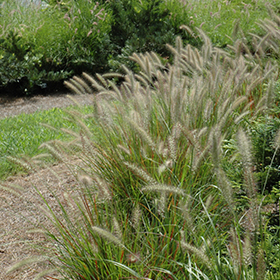 Cassian Dwarf Fountain Grass