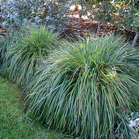 Moudry Fountain Grass