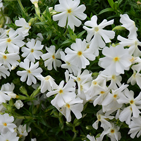 Early Spring&trade; White Moss Phlox
