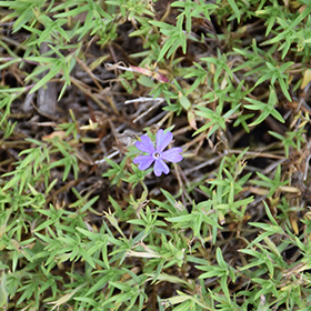 Violet Pinwheels Phlox