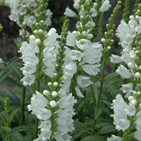Miss Manners Obedient Plant