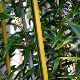 Green Stripe Bamboo