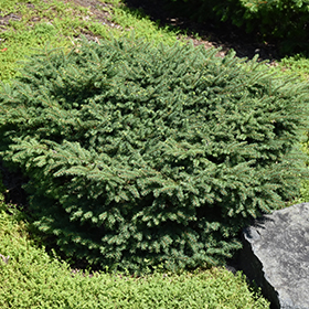 Birds Nest Spruce