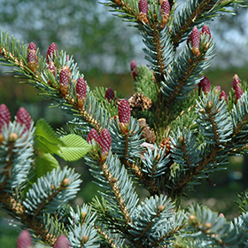 Howell's Dwarf Tigertail Spruce