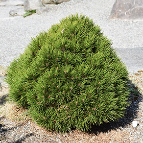 Smidt's Bosnian Pine