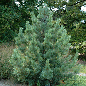 Morris Blue Korean Pine