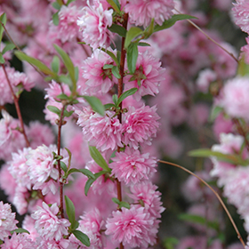 Double Pink Flowering Almond