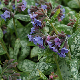 High Contrast Lungwort