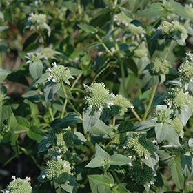 Short Toothed Mountain Mint