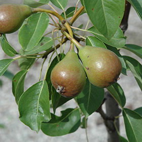 Moonglow Pear