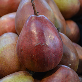 Red Anjou Pear