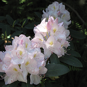 White Catawba Rhododendron