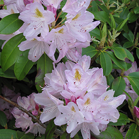 Album Elegans Catawba Rhododendron