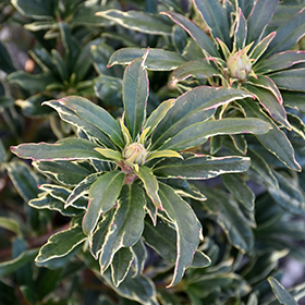 Variegated Pontic Rhododendron