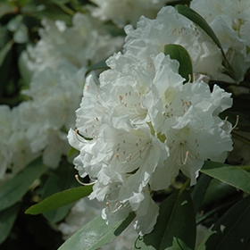 Boule de Neige Rhododendron