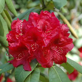 Henry's Red Rhododendron