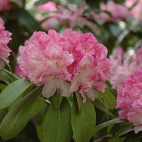 Holden Rhododendron