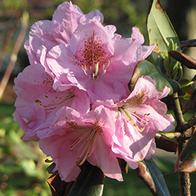 Janet Blair Rhododendron