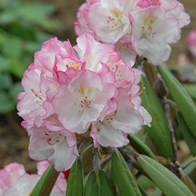 Ken Janeck Rhododendron