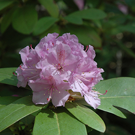 Lavender Queen Rhododendron