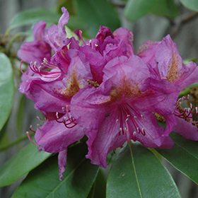 Lee's Dark Purple Rhododendron