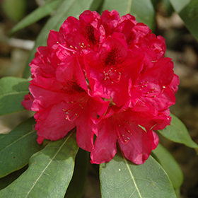The General Rhododendron